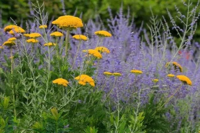 Yarrow (Achillea) and Russian Sage (Perovskia) are two favorite waterwise plants