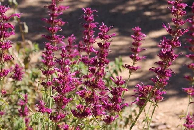 bright magenta Agastache cana flowers