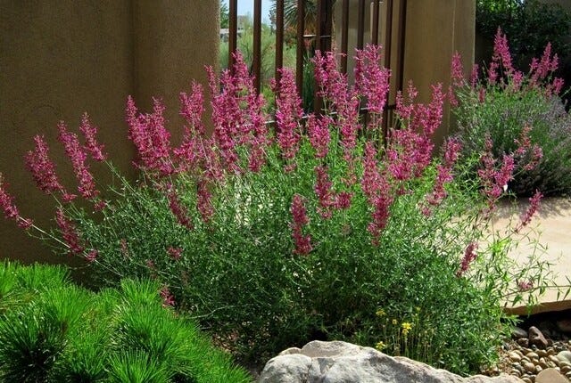 Agastache cana