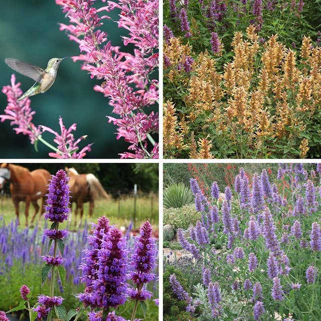 Agastache Collection