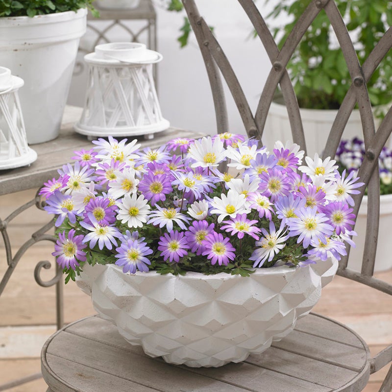 Anemone blanda Grecian windflowers