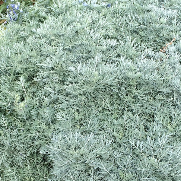 Powis Castle Artemisia (Artemisia x 'Powis Castle')