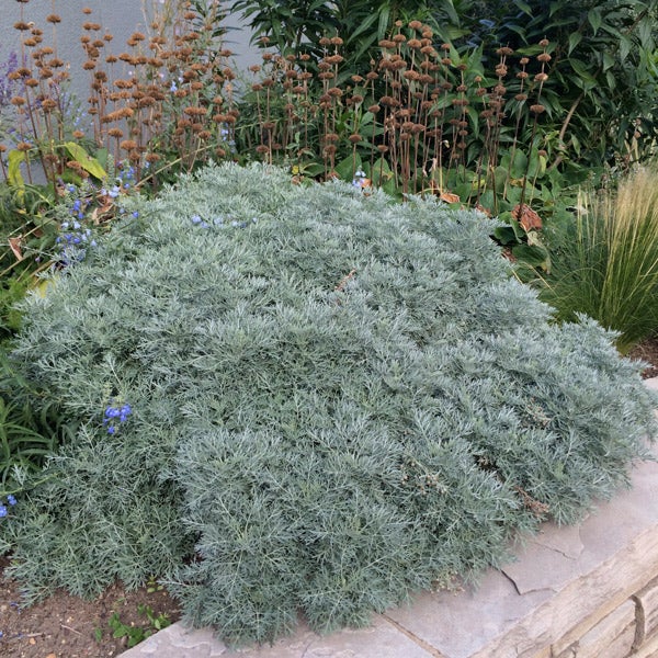Powis Castle Artemisia (Artemisia x 'Powis Castle')