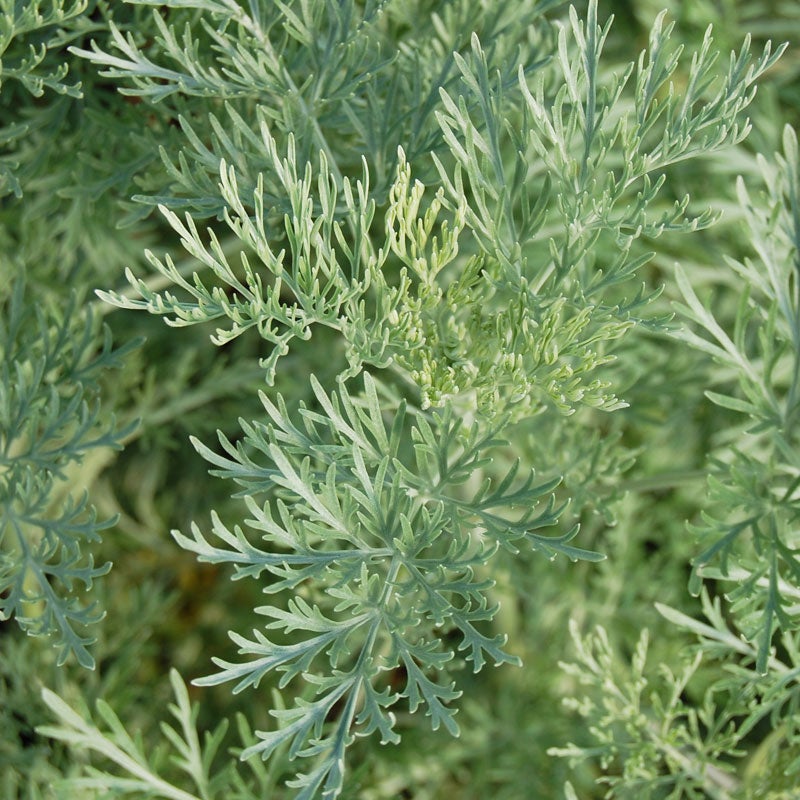 Powis Castle Artemisia (Artemisia x 'Powis Castle'). Customer Photo from Mike D.