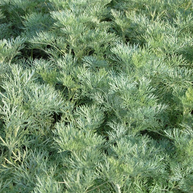 Powis Castle Artemisia
