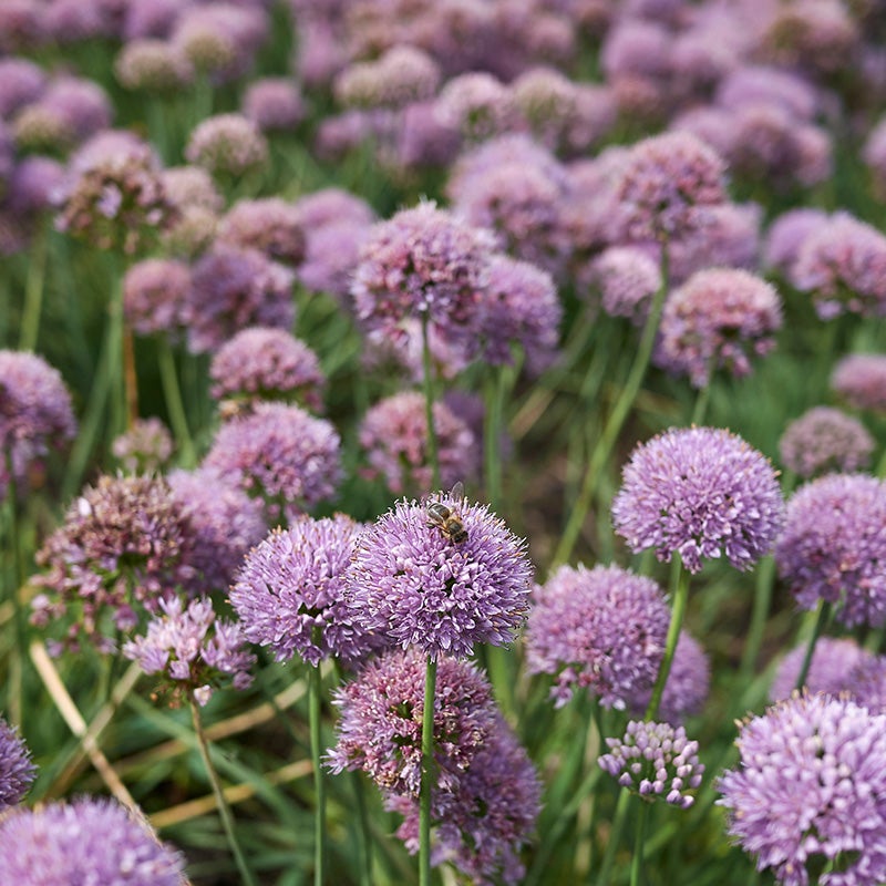 Blue Eddy Allium (Allium senescens 'Blue Eddy')
