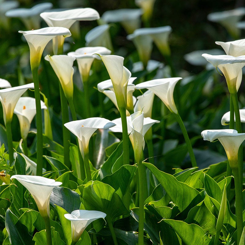Snowboard Calla Lily