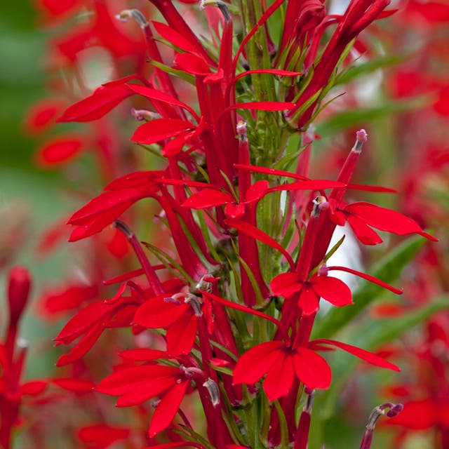 Cardinal Flower Seeds (Lobelia)