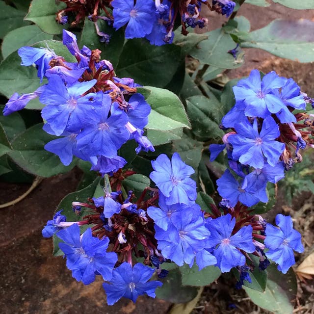 Hardy Plumbago (Ceratostigma)