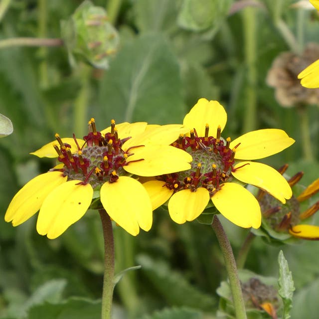 Mora County Chocolate Flower (Berlandiera)