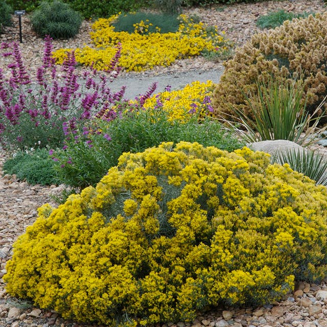 Baby Blue Rabbitbrush (Ericameria)