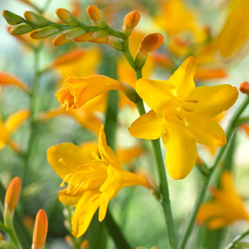 George Davidson Crocosmia,  Montbretia