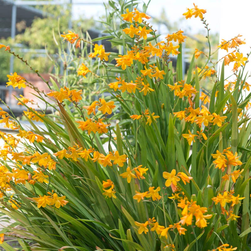 George Davidson Crocosmia,  Montbretia