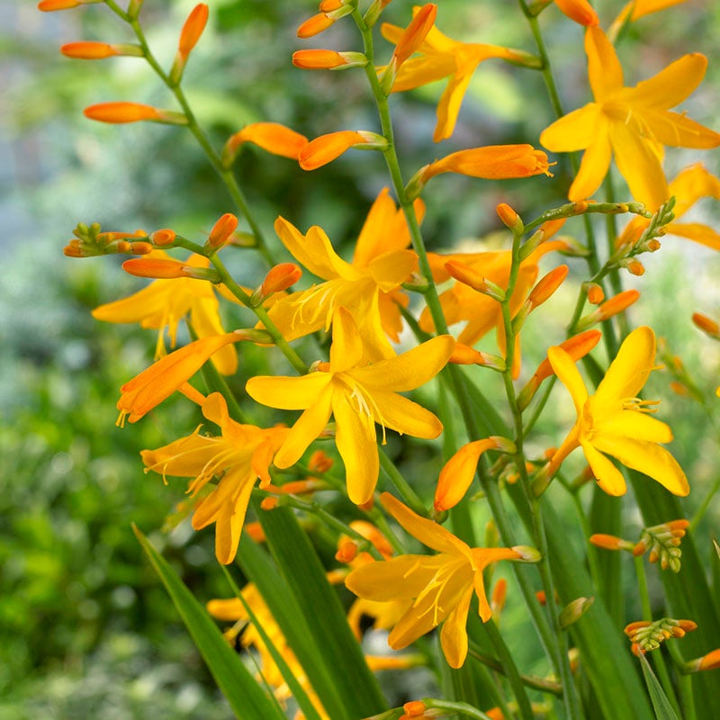 George Davidson Crocosmia,  Montbretia