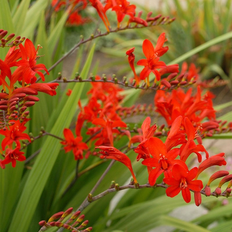 Crocosmia Lucifer close up of blooms Courtesy of Walter's Gardens Inc.