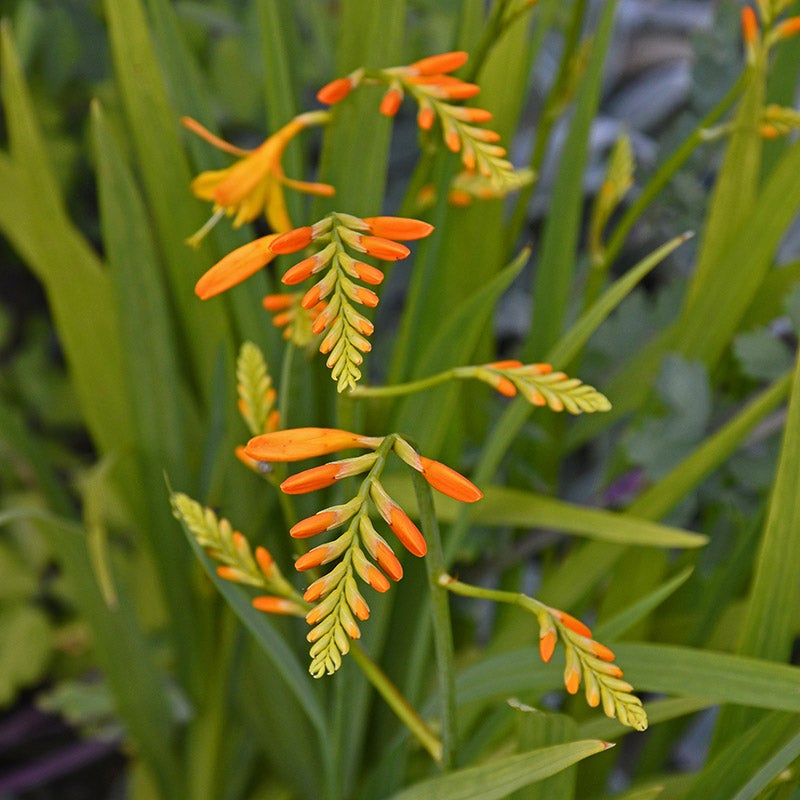 George Davidson Crocosmia,  Montbretia