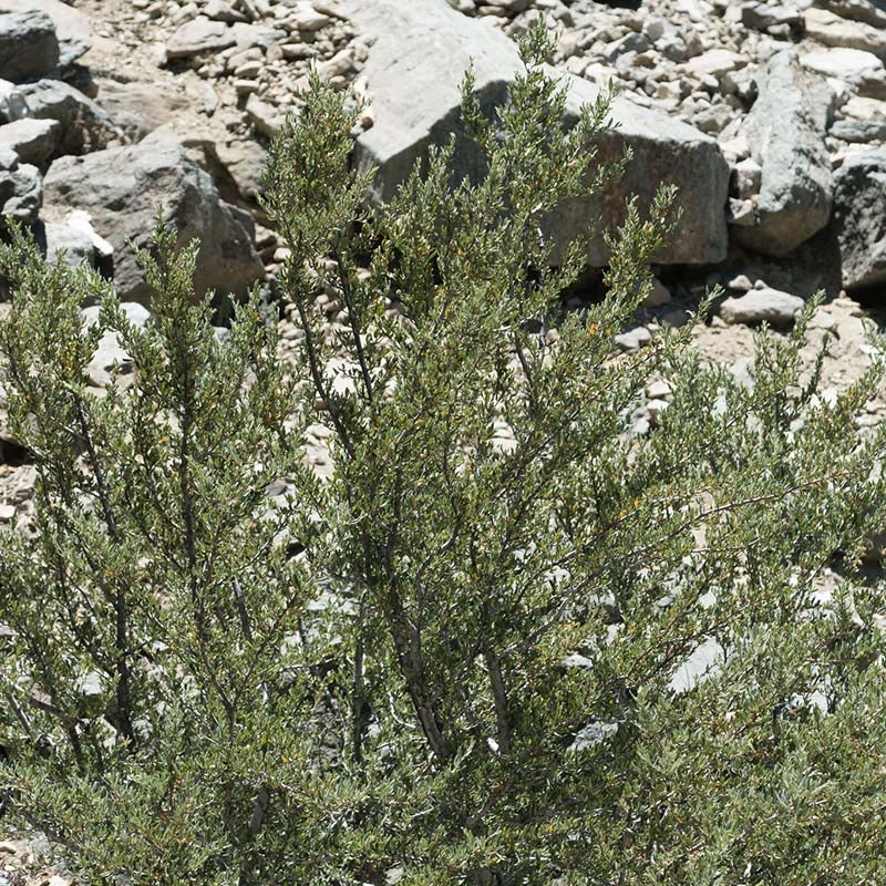 Curl Leaf Mountain Mahogany (Cercocarpus ledifolius)