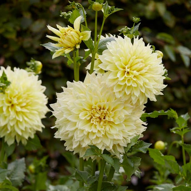 Kelvin Floodlight Dinnerplate Dahlia