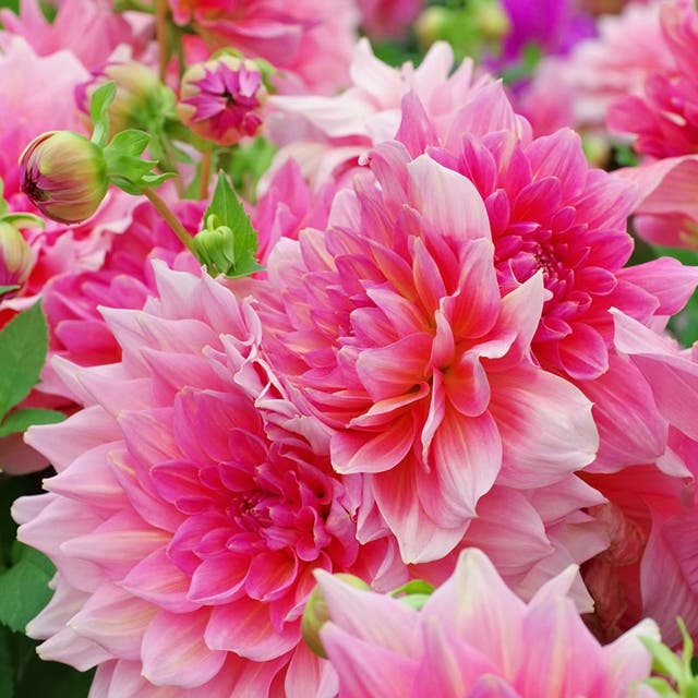 Otto's Thrill Dinnerplate Dahlia