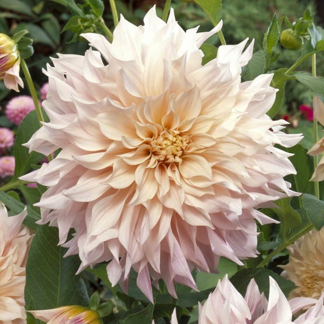 Cafe au Lait Dinnerplate Dahlia