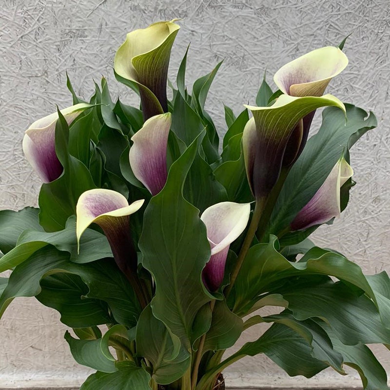 Da Vinci Calla Lily