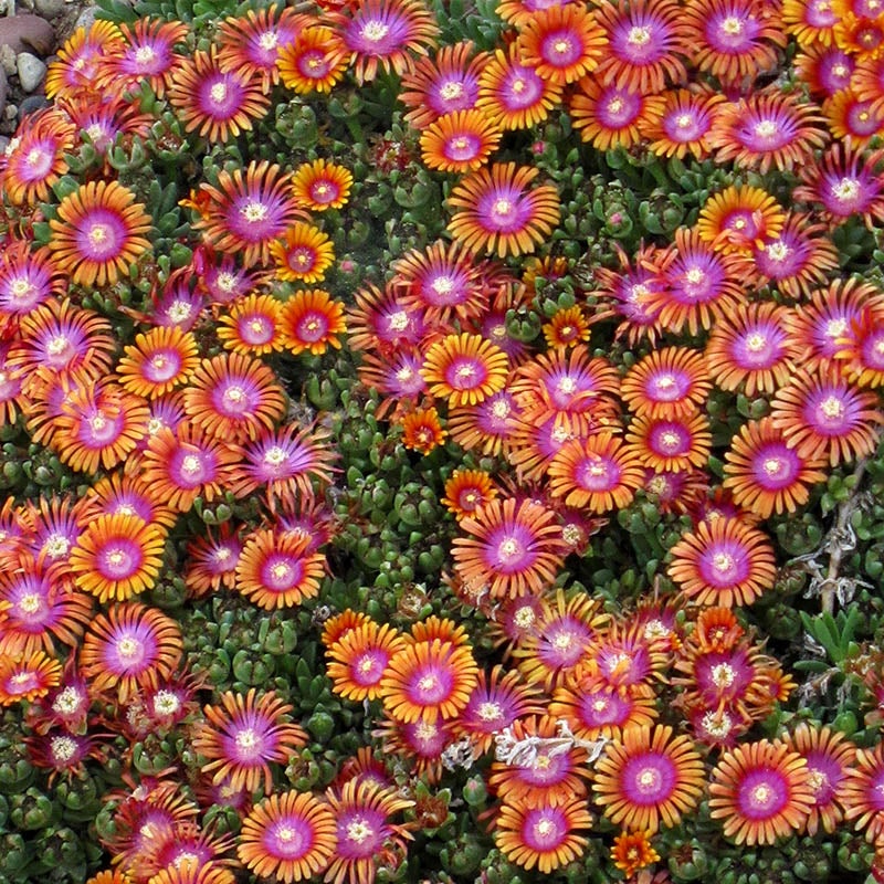 Fire Spinner® Ice Plant (Delosperma x 'Fire Spinner®')
