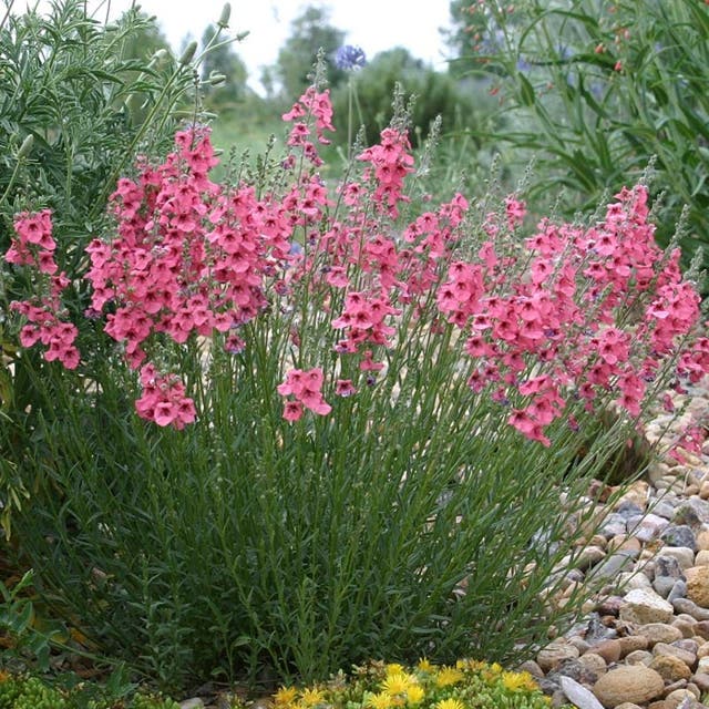 Coral Canyon® Twinspur (Diascia)