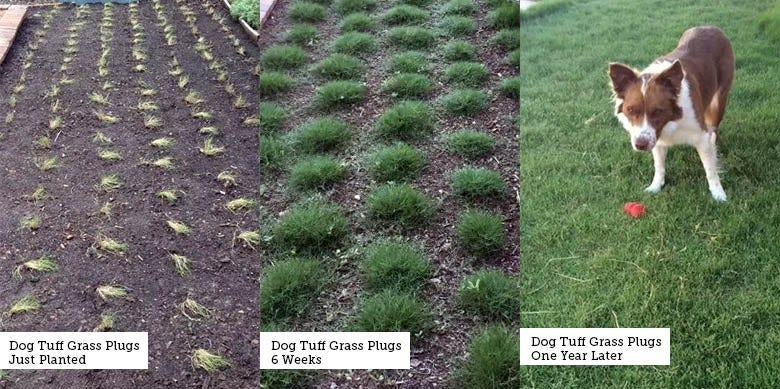 Dog Tuff Grass Plugs Planting Progress Image
