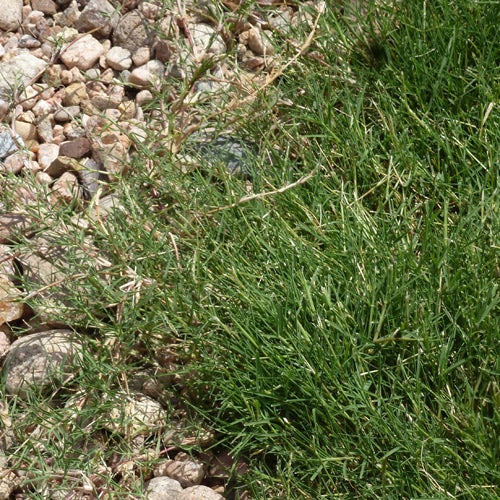 Cynodon hybrida Dog Tuff Grass Plugs