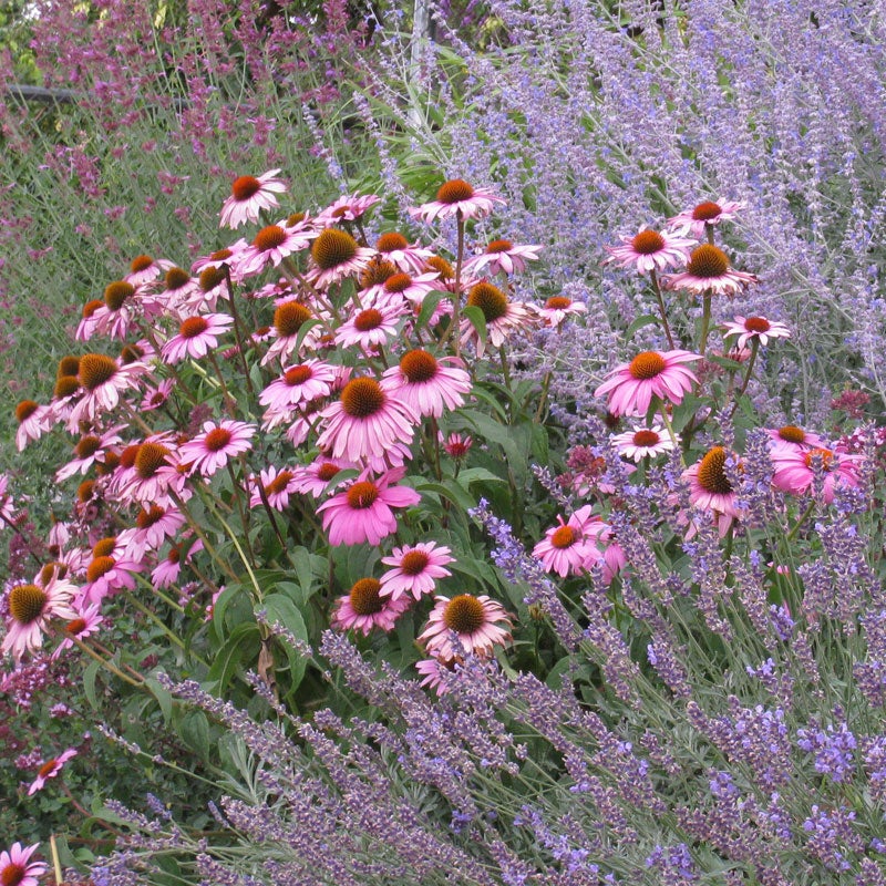 Purple Coneflower 'Magnus' (Echinacea purpurea Magnus)