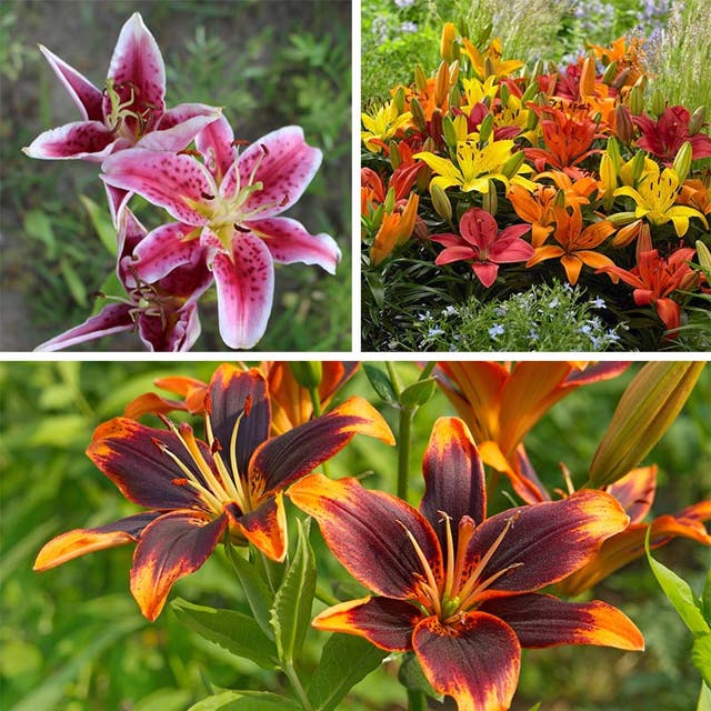 Evening Sunset Lily Bulb Collection