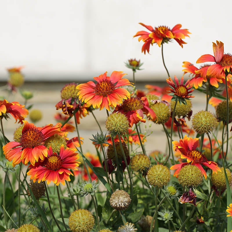 Red and Yellow Gaillardia aristata Seeds, Gaillardia aristata, Blanket Flower or Firewheel Seeds