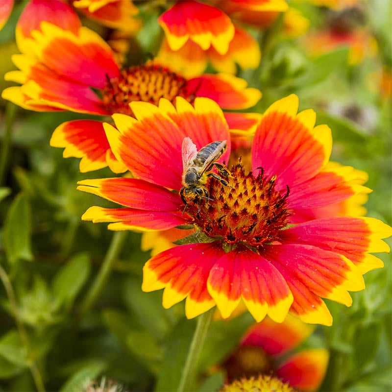 Red and Yellow Gaillardia aristata Seeds, Gaillardia aristata, Blanket Flower or Firewheel Seeds