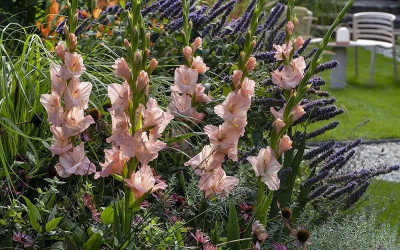 LIght pink Gladiolus blooms in a perennial garden with Agastache