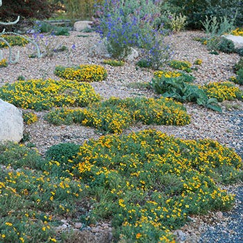 Shop Groundcovers