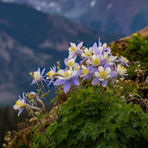 Shop Plants For Colorado