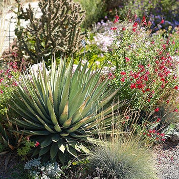 Shop Sale Plants