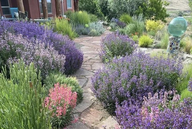 Waterwise perennial garden