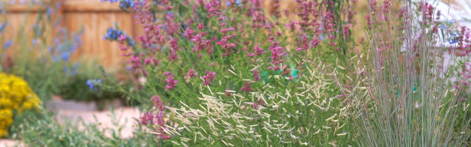 Waterwise Garden featuring Agastache, Ornamental Grasses, Salvia, and groundcovers