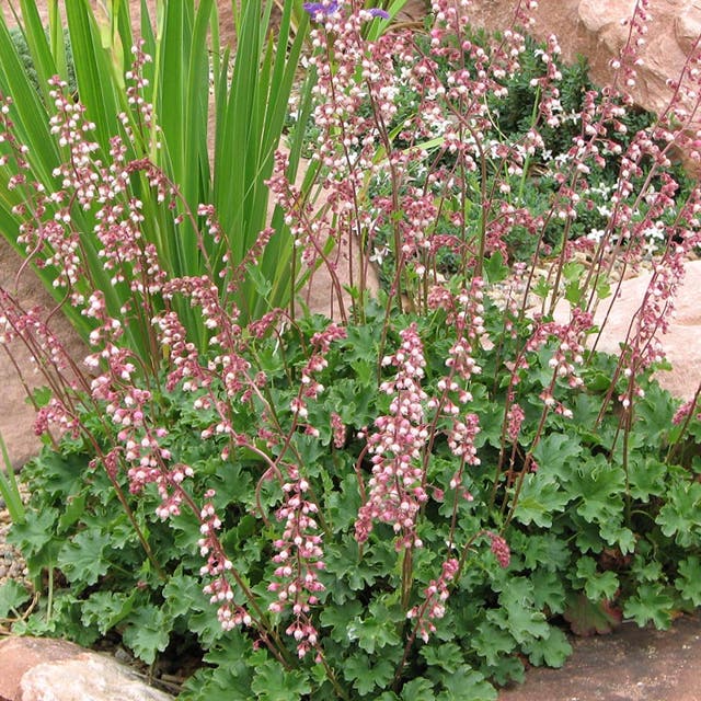 Sandia Coral Bells
