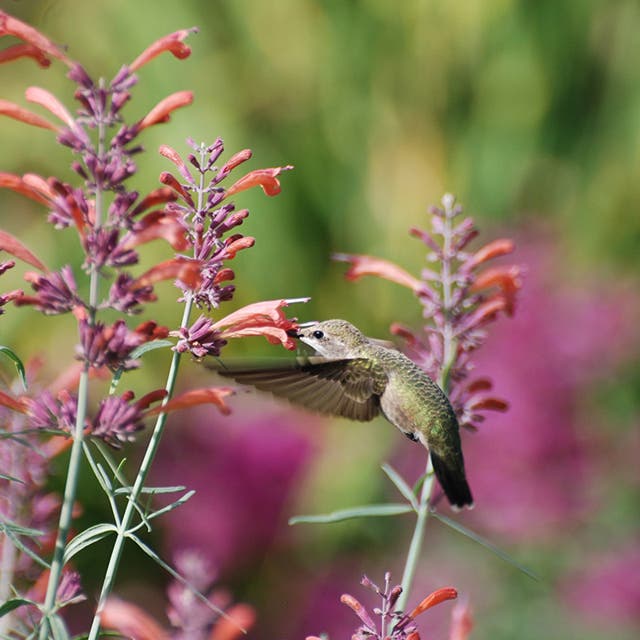 Agastache rupestris