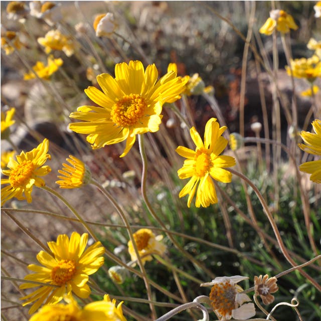 Sol Dancer Daisy (Hymenoxys)