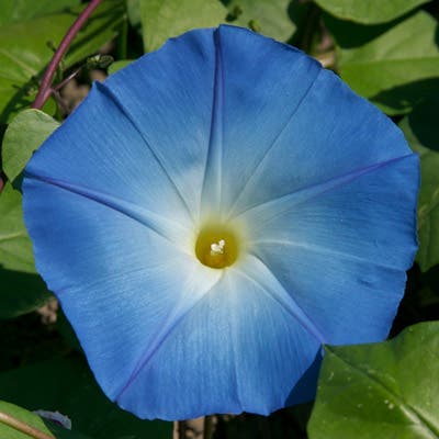 Heavenly Blue Morning Glory Seeds