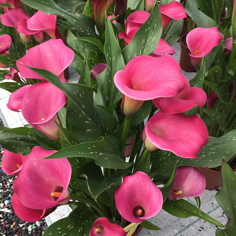 Le Reve Calla Lily