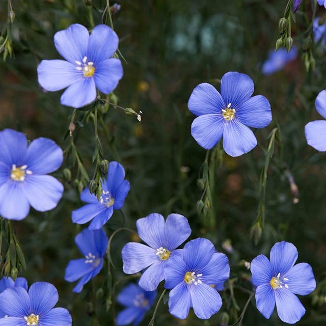 Blue Flax Seeds (Linum)