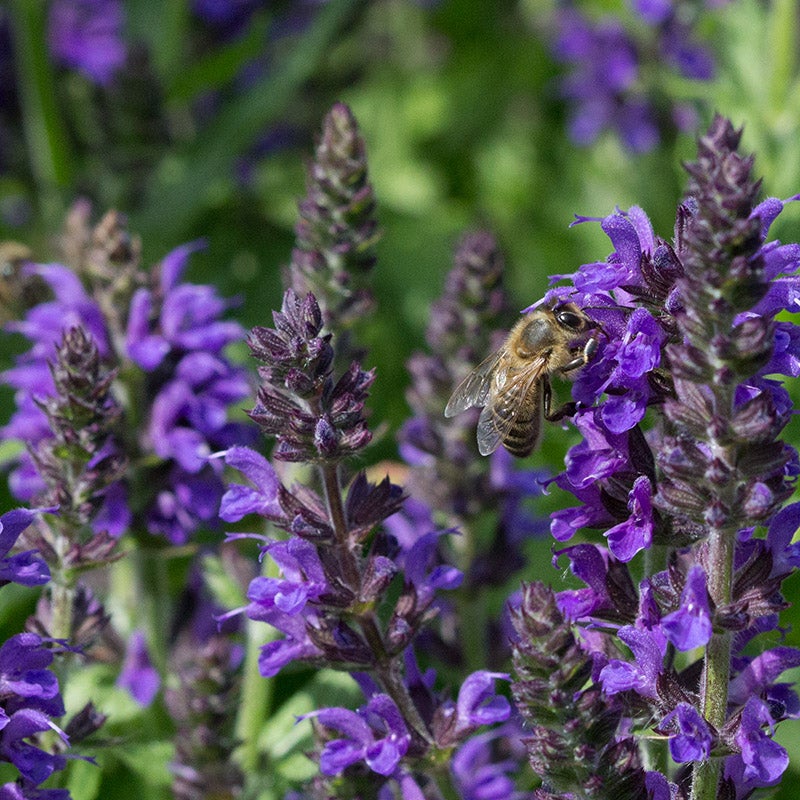 Salvia sylvestris May Night, May Night Meadow Sage, Salvia