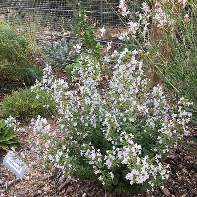 Montrose White Calamintha
