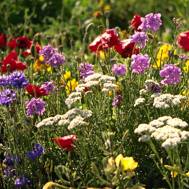 Northeast Wildflower Seed Mix