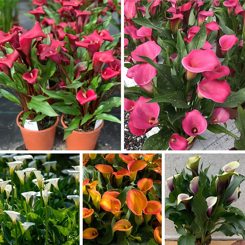 O'Keeffe-Inspired Calla Lily Mix