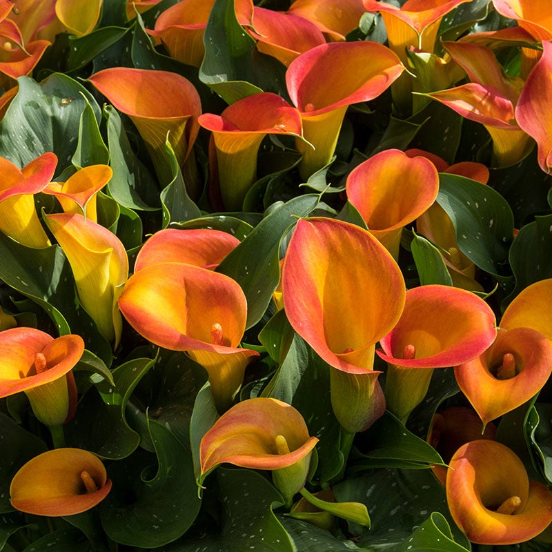 Orange Pitcher Calla Lily